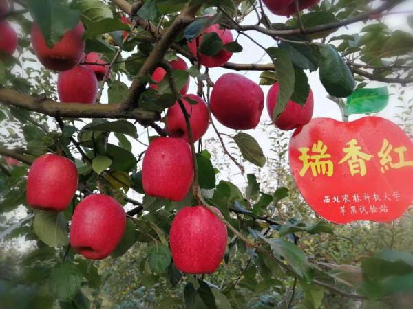 10萬棵砂糖橘被焚燒,2532棵梨樹被噴除草劑滅活,犯了啥錯? 10萬棵砂糖橘被焚燒,2532棵梨樹被噴除草劑滅活,犯了啥錯?