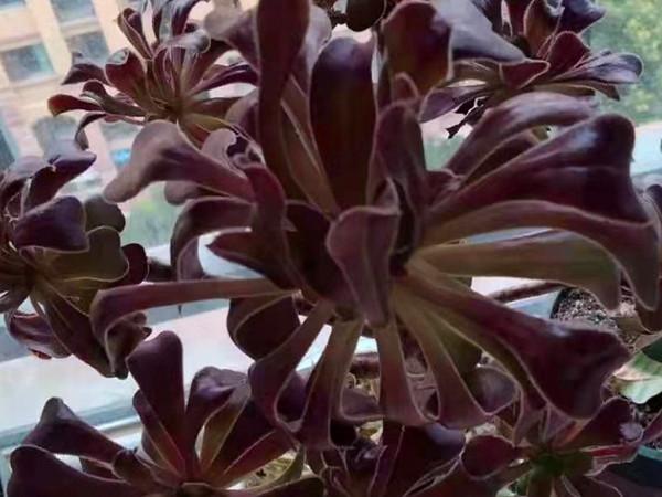 秋天對付這些愛穿裙子的多肉，有的要狠，有的要寵，變美才是目的