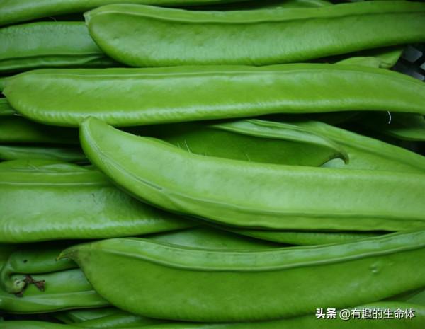 這14種豆類糧食你見過幾種，吃過幾種呢？很多人分不清是什麼豆子