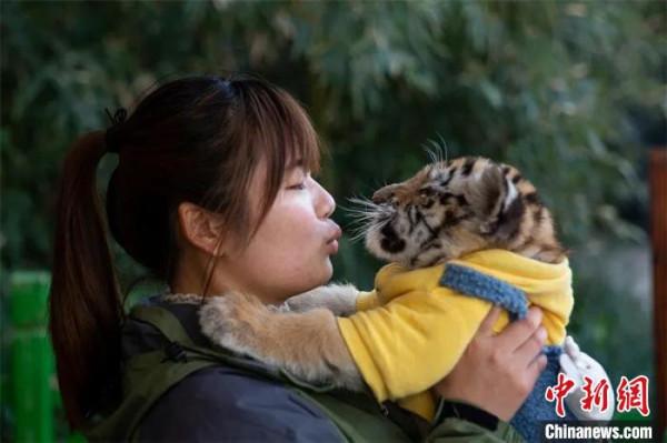 &OpenCurlyDoubleQuote;90後&rdquo;&OpenCurlyDoubleQuote;虎媽&rdquo;的萌虎情緣：希望引導更多人保護動物