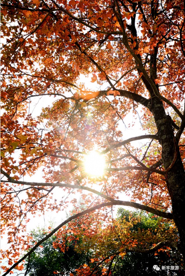 楓林似火、紅葉如霞，是新豐邀你來賞楓的專屬訊號