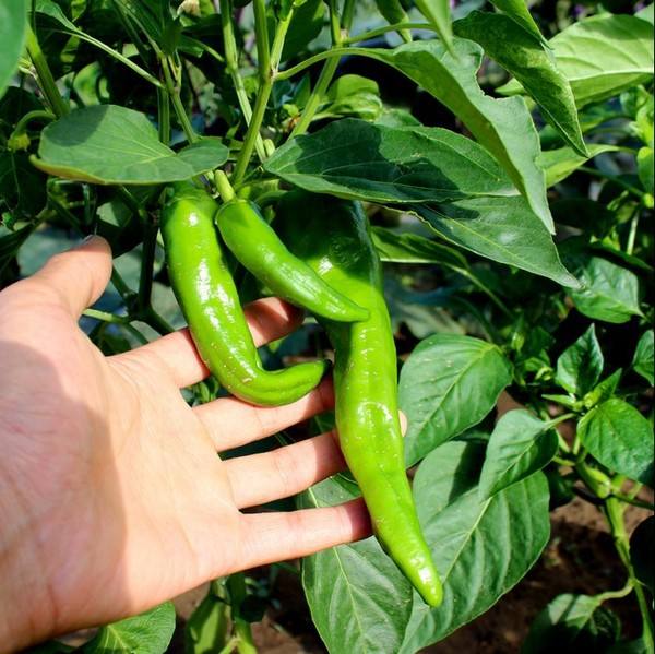 用個破油桶，陽臺種辣椒，一棵結8斤，沉得壓彎枝