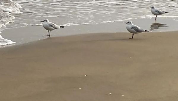 北北駐留回憶錄 陳丙曆：逍遙一遊“觀山水”，筆墨重構“山海觀”