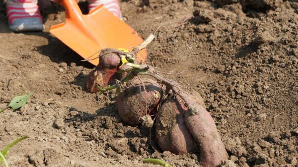 在長三角一體化示範區,尋找秋天的色彩 在長三角一體化示範區,尋找秋天的色彩