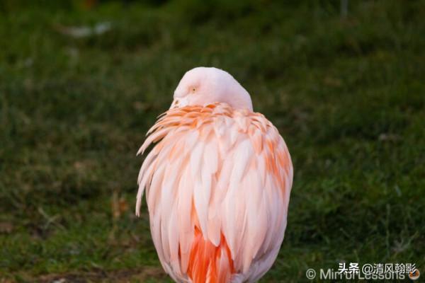 佳能微單800和600長焦鏡頭怎麼樣?不算權威的評測瞭解下 佳能微單800和600長焦鏡頭怎麼樣?不算權威的評測瞭解下