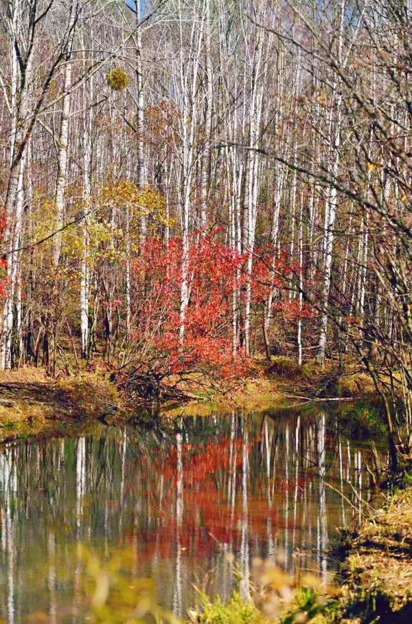 自帶濾鏡！最浪漫的秋天非她莫屬！