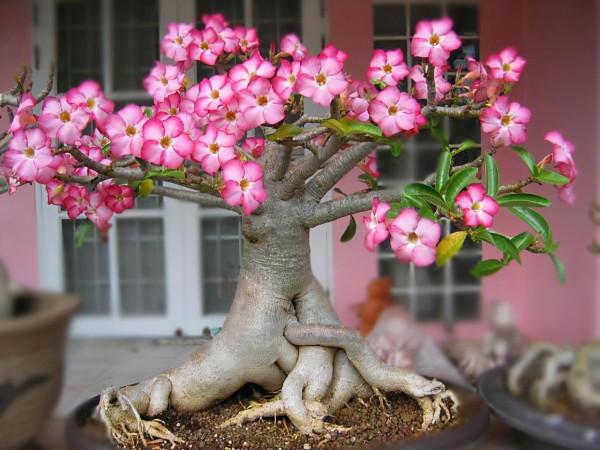 天氣冷氣溫低,這9種花要“幹養”,少澆水才不易受凍和爛根 天氣冷氣溫低,這9種花要“幹養”,少澆水才不易受凍和爛根