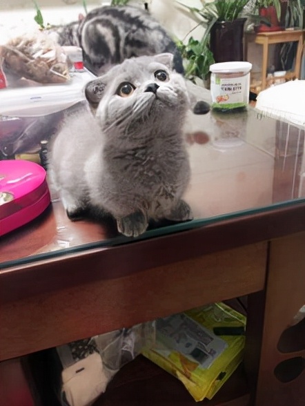 這5種貓，一生認很多主人，一點也不忠心