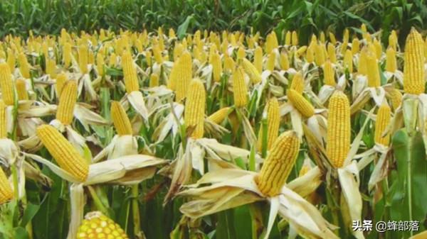 一顆玉米種下能收穫半斤，農民種地真的很賺錢？3個原因揭開真相