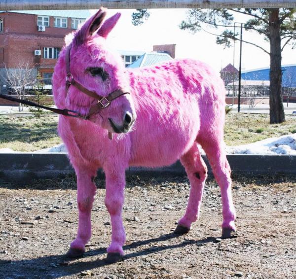 80個神奇照片，最早的鼻罩，比小鎮還大的巨輪，打獵的精美裝備