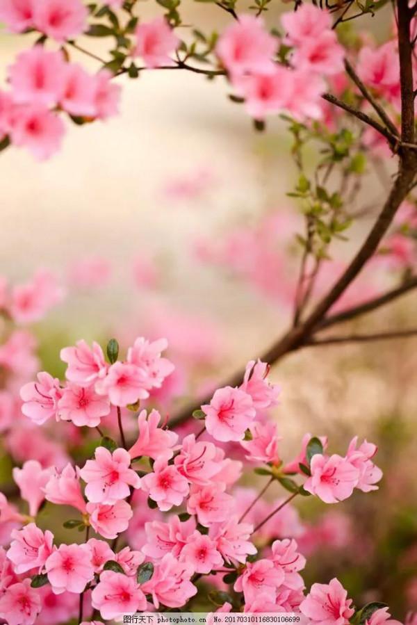 高雅美麗的花朵圖片