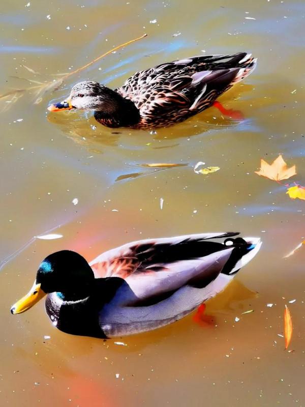 「小詩」蓮花池鴨 作者｜寒星（北京）