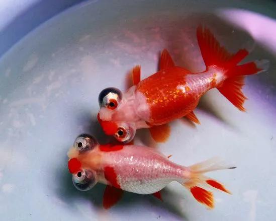 還是不建議新手朋友上手的國粹傳承金魚——水泡子