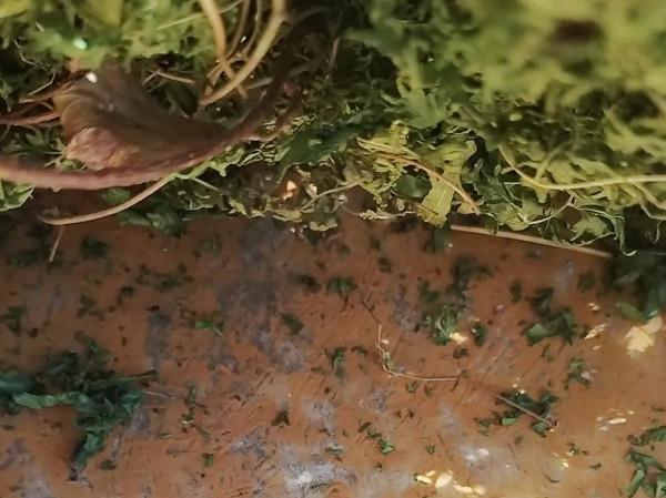 農村隨處可見的一種野生植物，人稱“蛤蟆藤”你們有見過嗎？