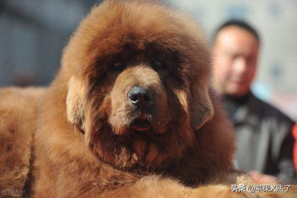 世界十大猛犬排名