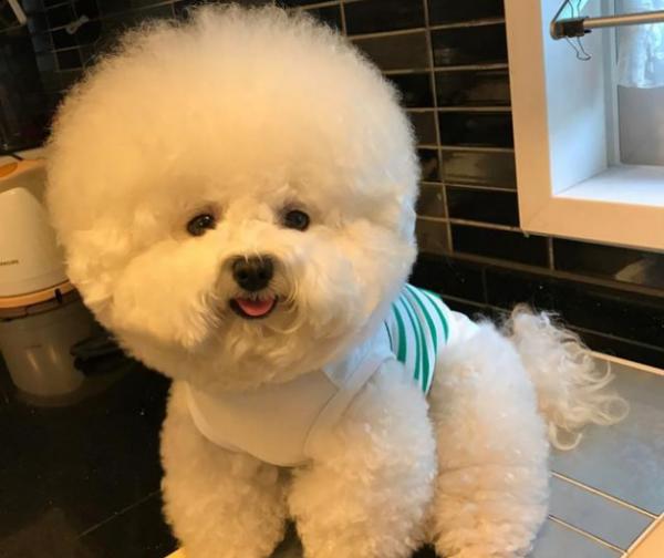 狗狗脫毛排行榜：脫毛多的4種狗和脫毛少的4種狗