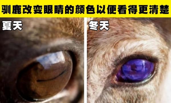 動物冷知識:7種動物的特殊能力,讓人類羨慕不已 動物冷知識:7種動物的特殊能力,讓人類羨慕不已
