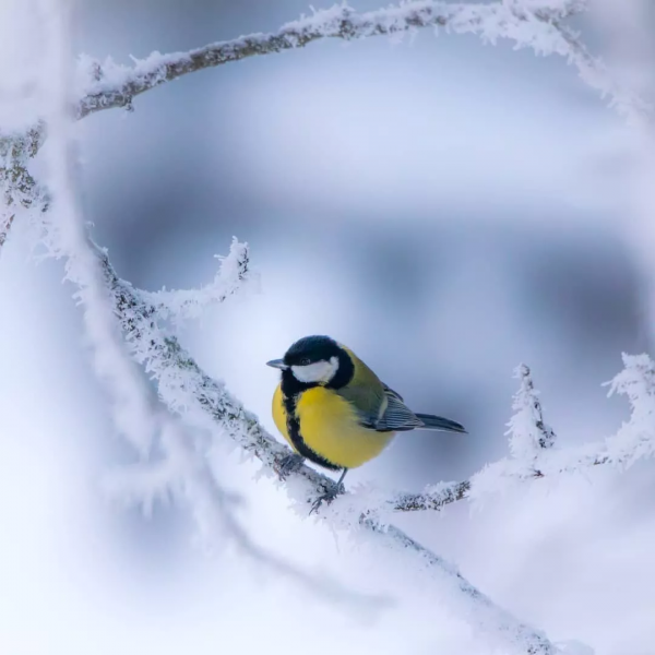 雪中的鳥兒，好漂亮