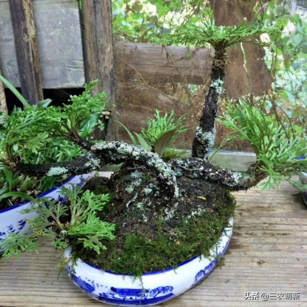 客廳有樹，十家九富！這幾種植物放在家裡，既能鎮宅，又寓意吉祥