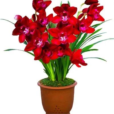 分享圖片：大紅精品蘭花66款