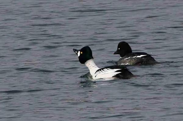 溼地鵲鴨亦風采