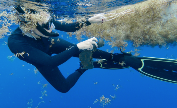 關於海洋的冷知識