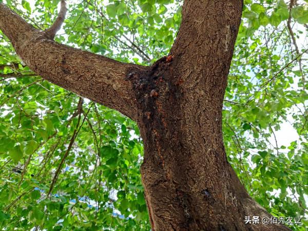 果樹體內鑽入蛀蟲,噴施農藥效果差,農業專家告訴你如何防治 果樹體內鑽入蛀蟲,噴施農藥效果差,農業專家告訴你如何防治