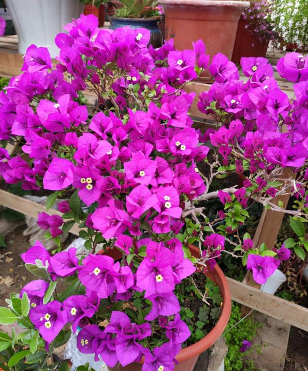 如果你是北方的,養三角梅這樣做,春季不長一片葉,枝頭全是花 如果你是北方的,養三角梅這樣做,春季不長一片葉,枝頭全是花