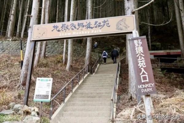 日本這個猴子溫泉秘境,是世界唯一 日本這個猴子溫泉秘境,是世界唯一