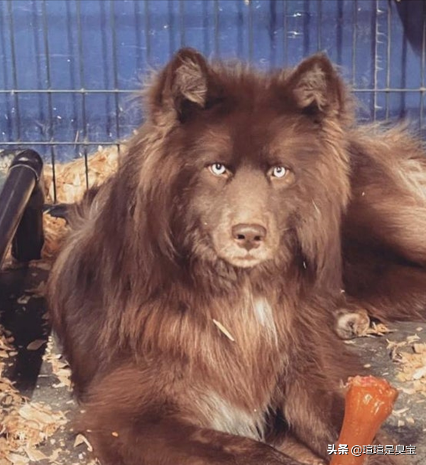 30張活久見的照片，消防員給昏迷的狗做人工呼吸，猩猩戴墨鏡耍酷