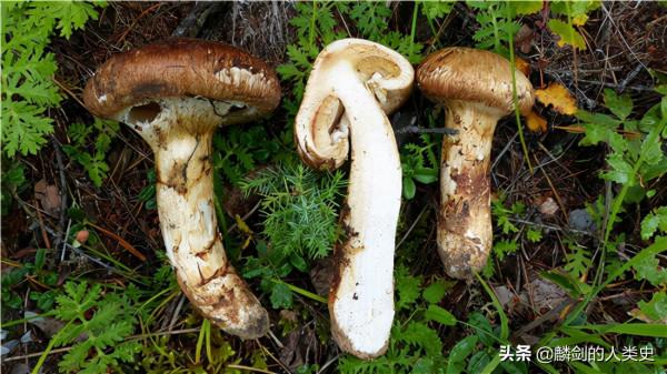 「地球生物全系列——從單細胞到人類」傘菌目—口蘑科（下）