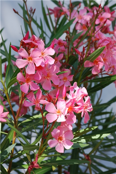 6種&OpenCurlyDoubleQuote;大毒花&rdquo;，春天正開花，看見離遠點，避免中毒