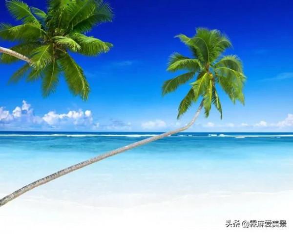 分享圖片&mdash;海邊最美的椰子樹