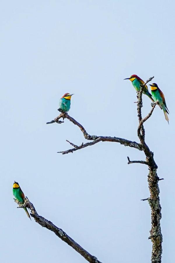照片故事~黃喉蜂虎 照片故事~黃喉蜂虎