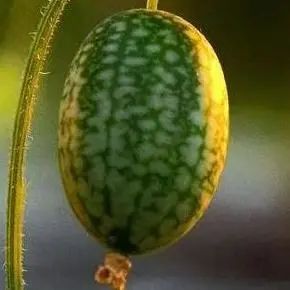 小冬瓜西瓜捲心菜……迷你蔬果的來歷你都瞭解嗎? 小冬瓜西瓜捲心菜……迷你蔬果的來歷你都瞭解嗎?