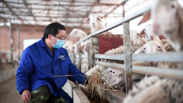 涮羊肉吃出“布病”？這是什麼病？怎麼傳染的？醫生教你如何預防