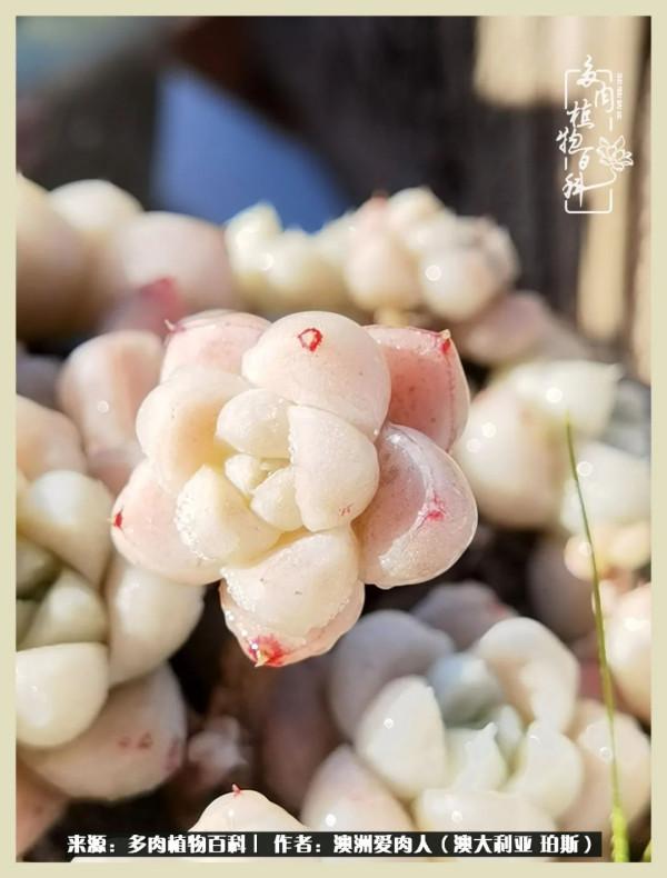 多肉變胖純屬正常,我的變胖卻是工傷 多肉變胖純屬正常,我的變胖卻是工傷