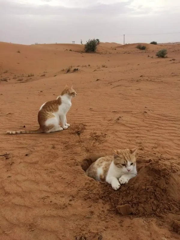 “貓咪住進60層頂樓”被刷爆,網友:救命!美瘋了 “貓咪住進60層頂樓”被刷爆,網友:救命!美瘋了