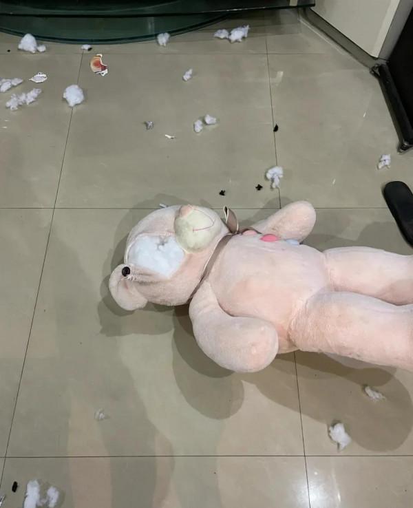 我家的“新成員”