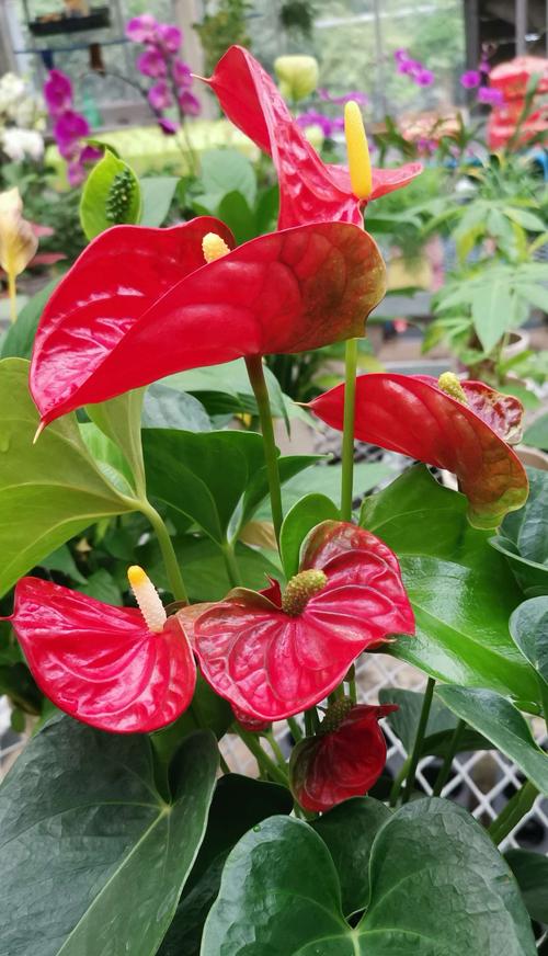 不能多曬的&OpenCurlyDoubleQuote;11種花&rdquo;，曬多了葉子就捲曲、發黃，越養越糟糕