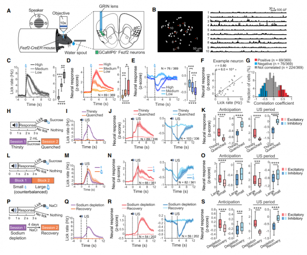 基礎科研 | 無心工作,只想放假!《Cell》:都是神經元的“鍋” 基礎科研 | 無心工作,只想放假!《Cell》:都是神經元的“鍋”