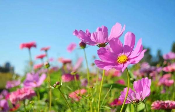 當兵去西藏，遭遇雪封唐古拉，是一種什麼樣的心情