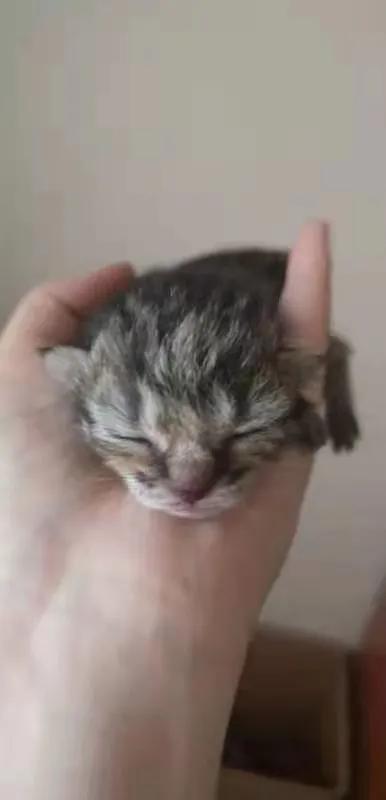 我家二毛美眉的日常（睡覺篇）