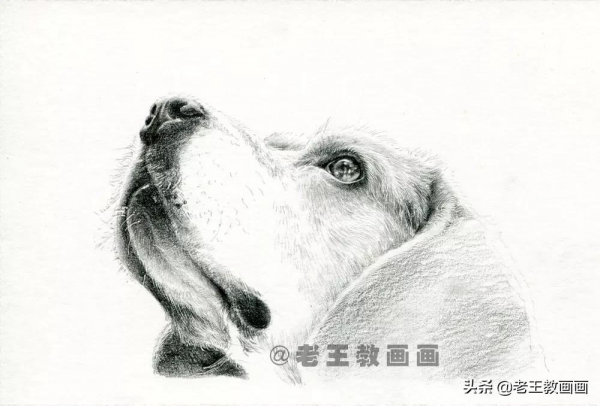 動物的毛髮怎麼畫？畫一隻狗狗，示範一下