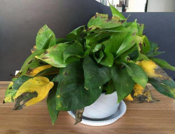 智慧種植機更懂“花”心，植物可以“傻瓜”式栽培