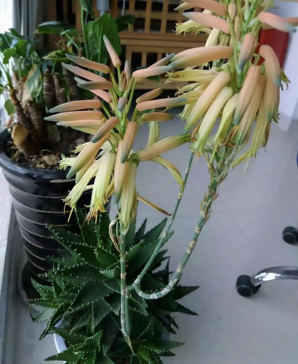 5種“懶人花”,自身有“儲水器”,一個月不澆,一樣長爆盆 5種“懶人花”,自身有“儲水器”,一個月不澆,一樣長爆盆