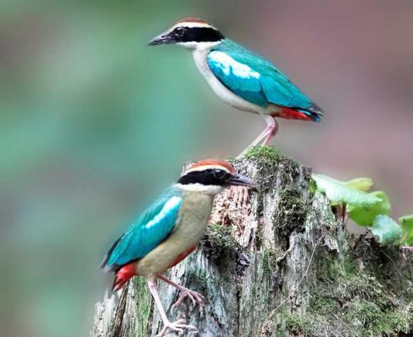 “鳥中西施”現身上海公園，全身羽毛有8種顏色，全國不到2000只
