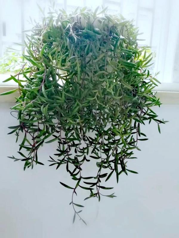 小綠熊五年前後