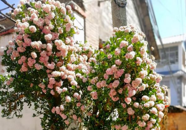 人養花,花亦養人!家居盆花20種,漂亮又實用,總有一款你喜歡 人養花,花亦養人!家居盆花20種,漂亮又實用,總有一款你喜歡
