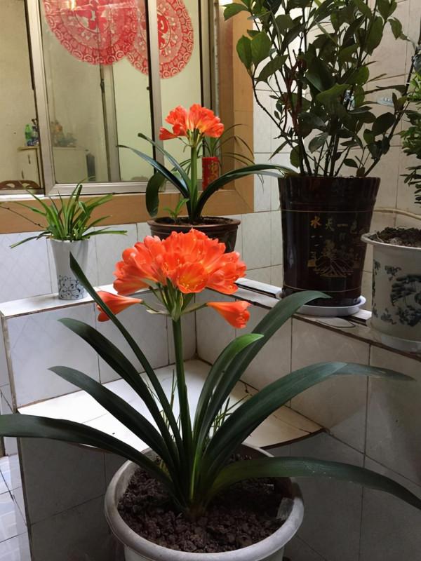 五大“吉祥花”,適合養客廳,喜歡養一盆,越養越“貴氣” 五大“吉祥花”,適合養客廳,喜歡養一盆,越養越“貴氣”